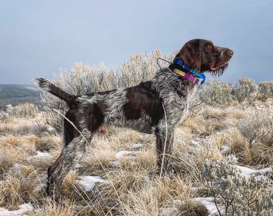 Dog Point Studd Stud Dog Directory – German Wirehaired Pointer Club of America